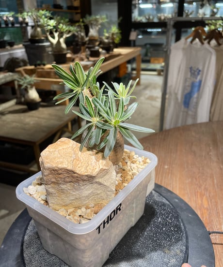 パキポディウム グラキリス　Pachypodium gracilius 　発根済　(gk-236)