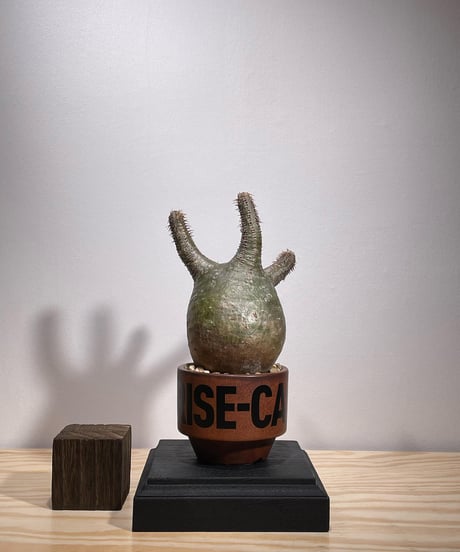 CATEGORY VALIEM鉢植込み | RISE-CAUDEX ONLINE STORE CATEGORY VALIEM鉢植込み | RISE-CAUDEX ONLINE STORE
