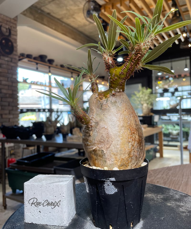パキポディウム グラキリス Pachypodium gracilius 発根済 (gk-54
