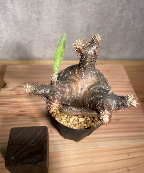 パキポディウム グラキリス　Pachypodium gracilius 　発根済　(商品番号gk-37)