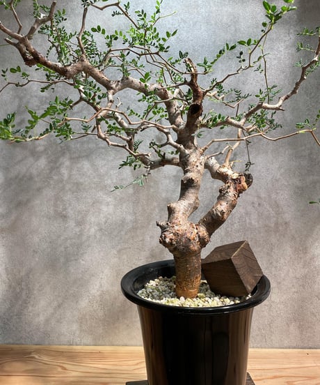 コミフォラ モンストローサ /Commiphora monstrosa　発根済　 (幹幅約3.5cm)　(商品番号mr-11)