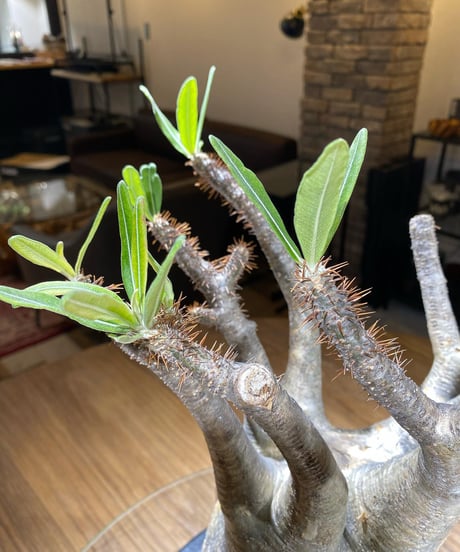 パキポディウム グラキリス　Pachypodium gracilius 　発根済　(商品番号gk-183)