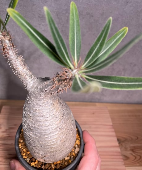 パキポディウム グラキリス　Pachypodium gracilius 　発根済　(商品番号gk-28valiem)  VALIEM 　BLOCK　sizeM　(VALIEM巾着、タグ付き)