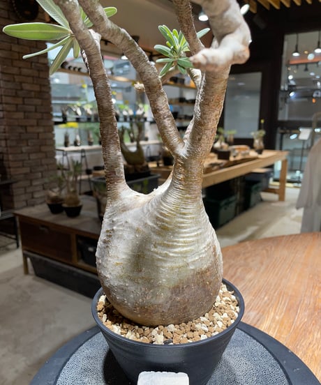 パキポディウム グラキリス　Pachypodium gracilius 　発根済　(gk-455）
