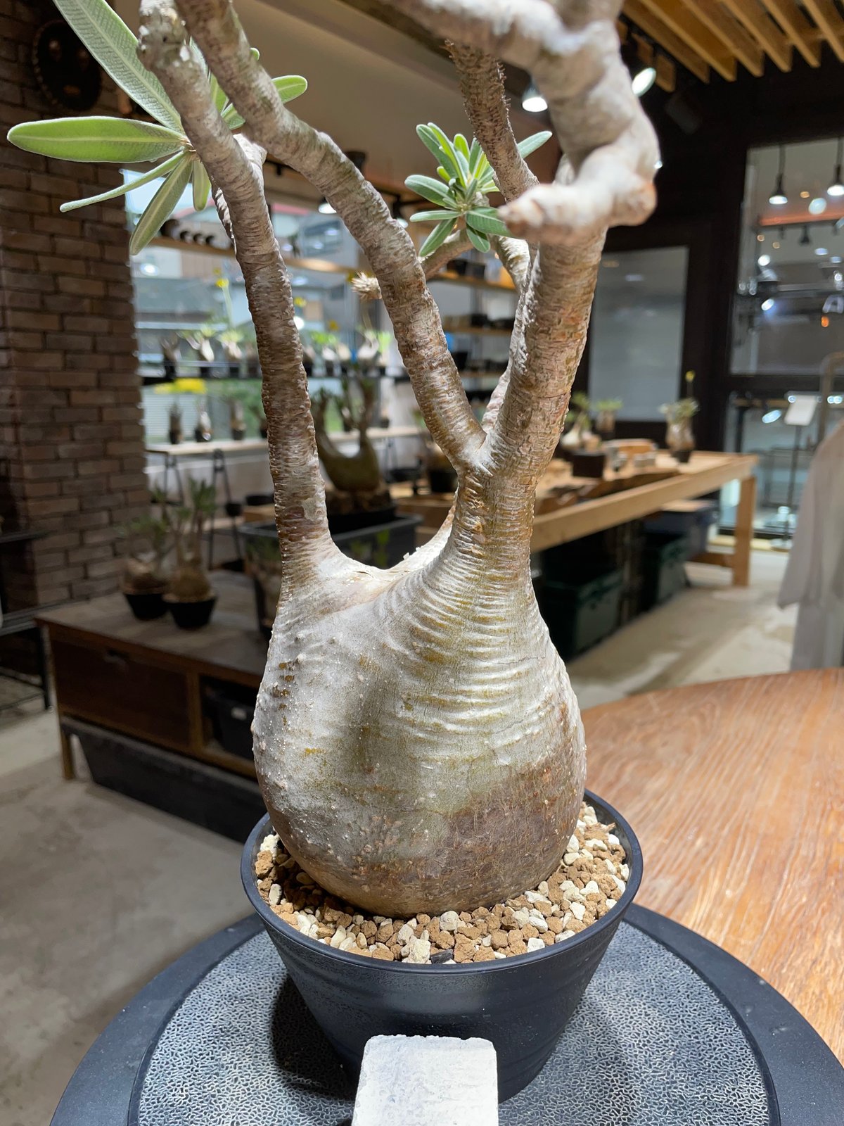 パキポディウム グラキリス Pachypodium gracilius 発根済 (gk-45