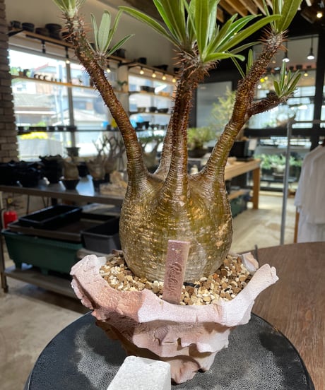 パキポディウム グラキリス　Pachypodium gracilius 　発根済　(gk-547)（鉢：RAVOR　M）