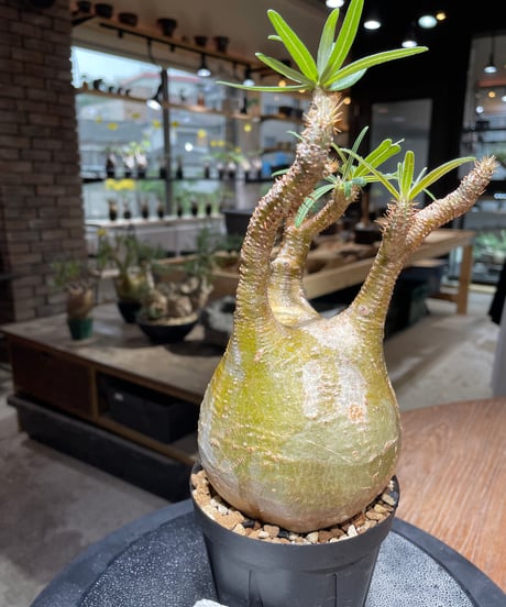 パキポディウム グラキリス　Pachypodium gracilius 　発根済　(gk-468)