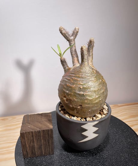 パキポディウム グラキリス　Pachypodium gracilius 　発根済　(商品番号gk-127valiem)VALIEM  (VALIEMタグ付き)