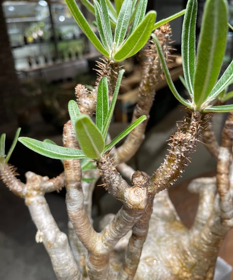 パキポディウム グラキリス　Pachypodium gracilius 　発根済　(gk-472)