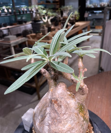 パキポディウム グラキリス　Pachypodium gracilius 　発根済　(gk-314)