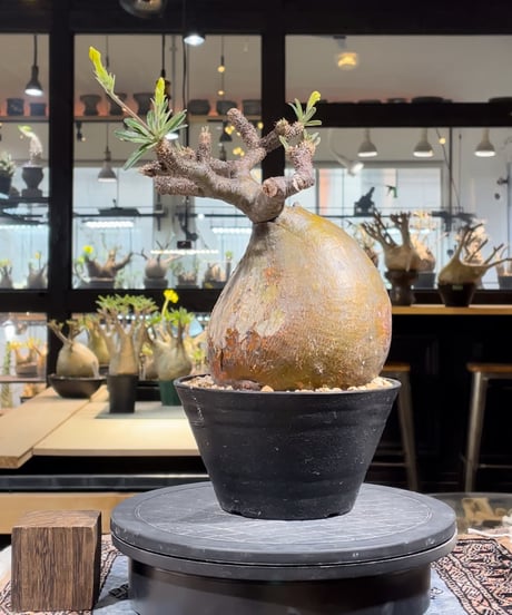 パキポディウム グラキリス　Pachypodium gracilius 　発根済　(gk-225)