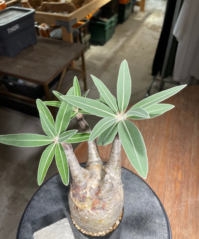 パキポディウム グラキリス Pachypodium gracilius 発根済 (gk-52