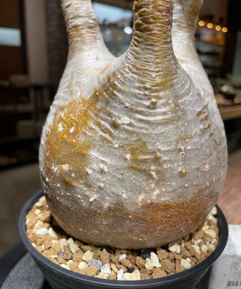 パキポディウム グラキリス Pachypodium gracilius 発根済 (gk-45