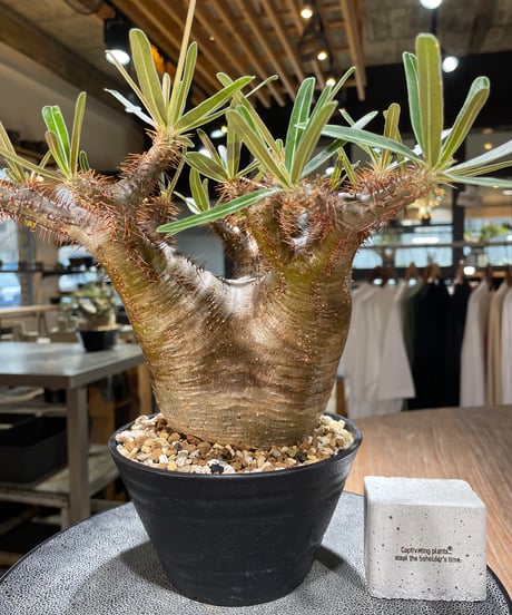 パキポディウム グラキリス　Pachypodium gracilius 　発根済　(gk-568)
