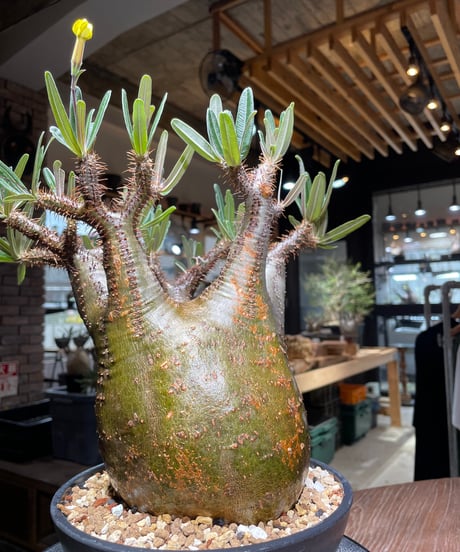 パキポディウム グラキリス　Pachypodium gracilius 　発根済　(gk-537)