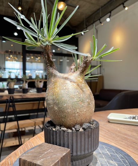 パキポディウム グラキリス　Pachypodium gracilius 　発根済　(gk-409valiem)