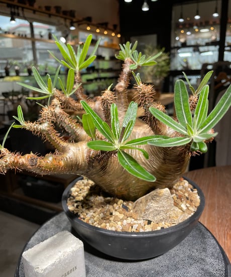 パキポディウム グラキリス　Pachypodium gracilius 　発根済　(gk-536)