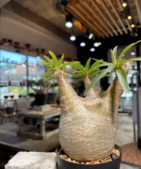パキポディウム グラキリス　Pachypodium gracilius 　発根済　(gk-503）