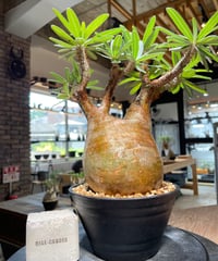 パキポディウム グラキリス 多頭 Pachypodium gracilius 発根済 (gk