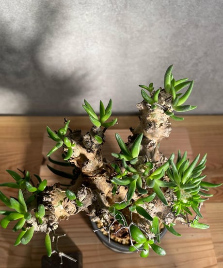 チレコドン レティキュラータス　Tylecodon reticulatus　万物想 　発根済　(商品番号cr-15valiem)VALIEM 　BLOCK　sizeM　(VALIEM巾着、タグ付き)