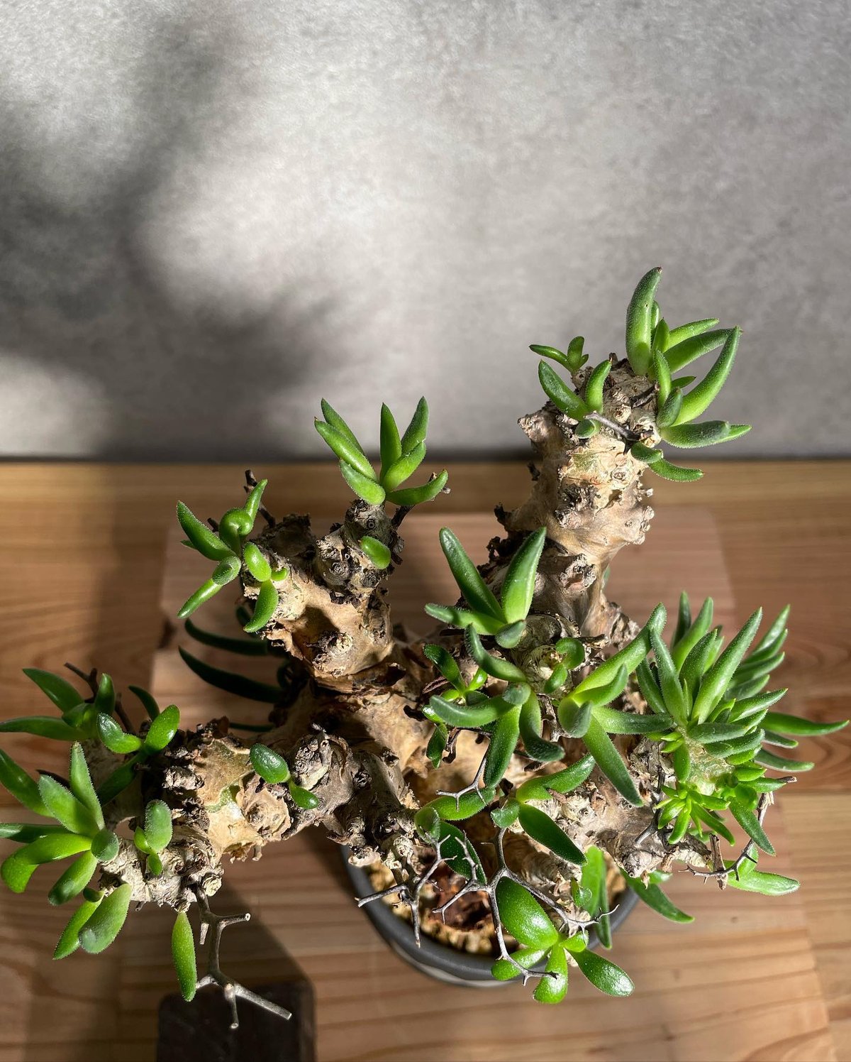 チレコドン レティキュラータス Tylecodon reticulatus 万物想 発根済