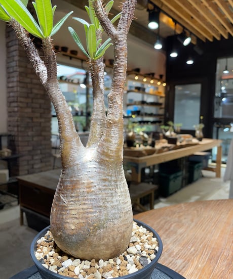 パキポディウム グラキリス　Pachypodium gracilius 　発根済　(gk-453）