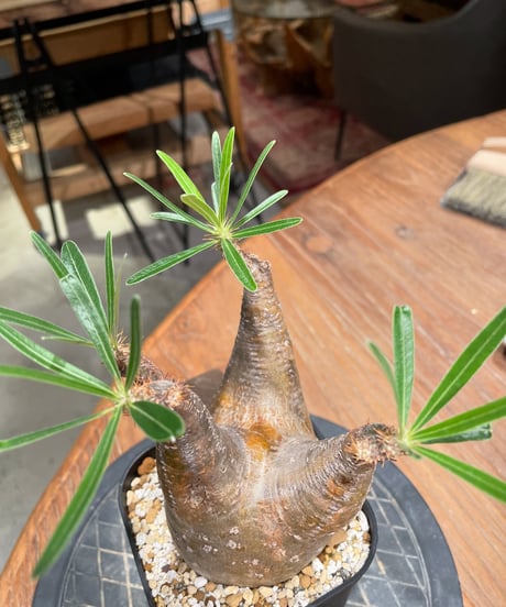 パキポディウム グラキリス　Pachypodium gracilius 　発根済　(gk-380)