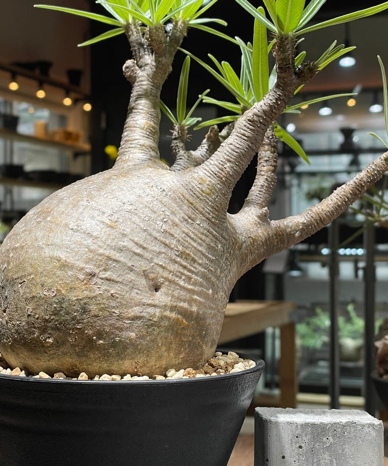 パキポディウム グラキリス Pachypodium gracilius 発根済 (gk-45
