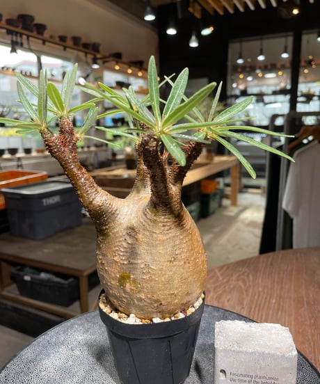 パキポディウム グラキリス　Pachypodium gracilius 　発根済　(gk-526）