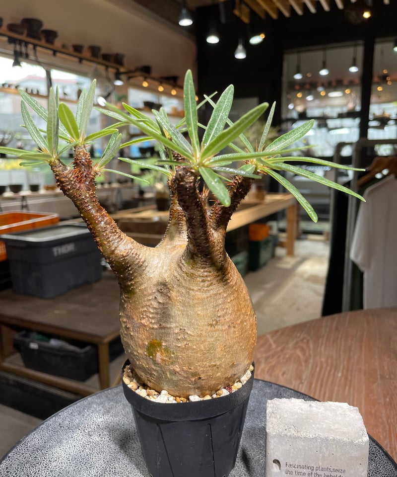 パキポディウム グラキリス Pachypodium gracilius 発根済 (gk-52