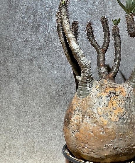 パキポディウム グラキリス　Pachypodium gracilius 　発根済　(商品番号gk-14)
