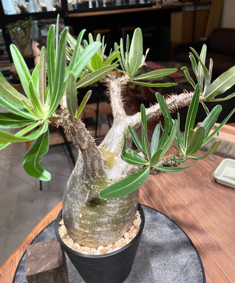 特丸厳選実生グラキリス 丸さ最高いい位置から脇芽が出てきました。