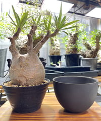 パキポディウム グラキリス　Pachypodium gracilius 　発根済　(gk-413)