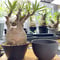 パキポディウム グラキリス　Pachypodium gracilius 　発根済　(gk-413)