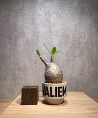 パキポディウム グラキリス　Pachypodium gracilius 　発根済　(商品番号gk-65valiem)  VALIEM 　(VALIEMタグ付き)
