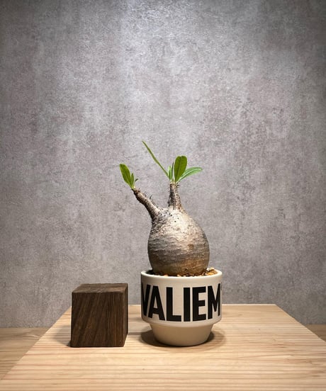パキポディウム グラキリス　Pachypodium gracilius 　発根済　(商品番号gk-65valiem)  VALIEM 　(VALIEMタグ付き)