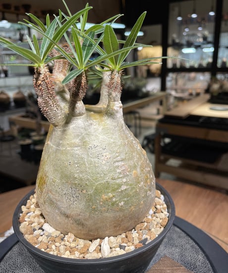 パキポディウム グラキリス　Pachypodium gracilius 　発根済　(gk-241)