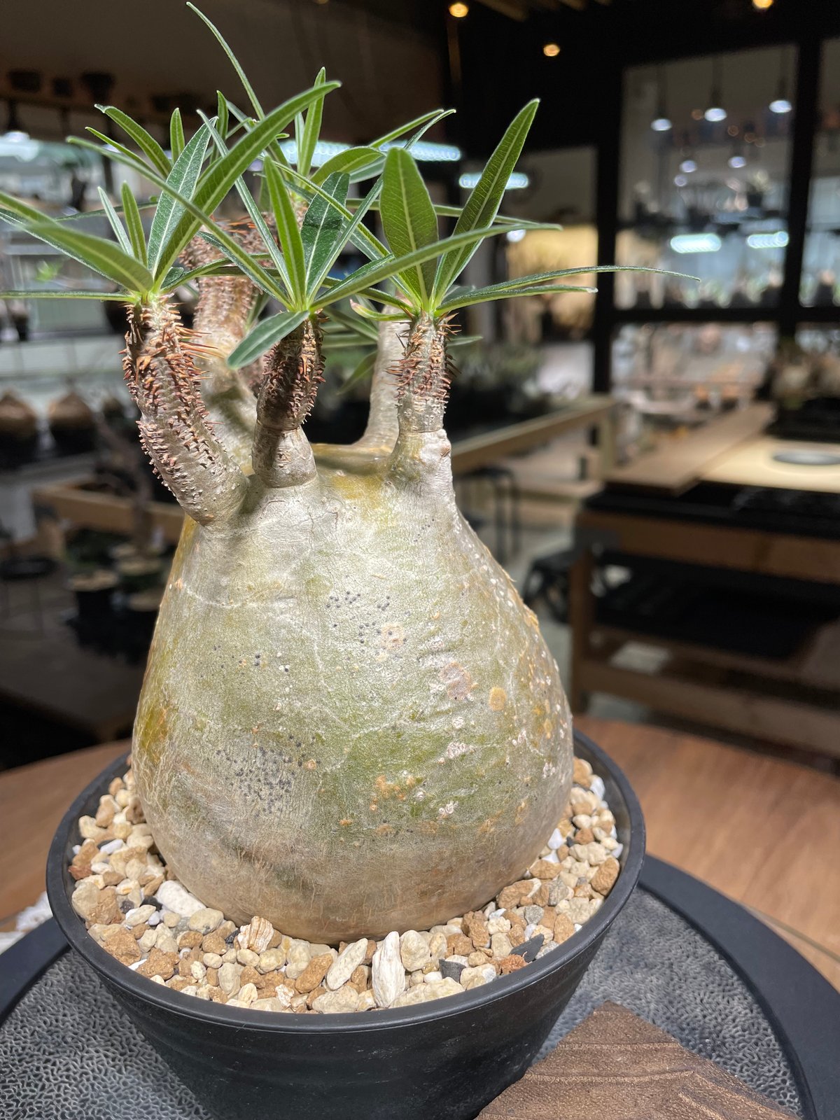 パキポディウム グラキリス Pachypodium gracilius 発根済 (gk-24