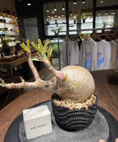 パキポディウム グラキリス　Pachypodium gracilius 　発根済　(gk-437)dip鉢