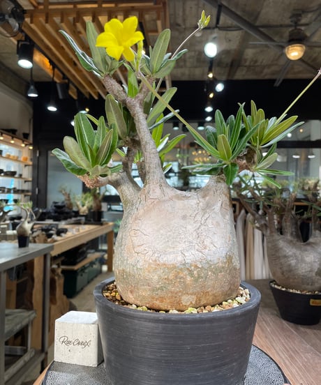 パキポディウム グラキリス　Pachypodium gracilius 　発根済　(gk-563)