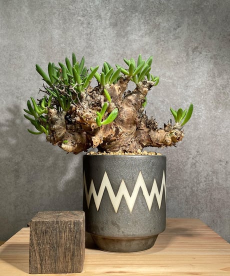 Tylecodon reticulatus【現地株】レティキュラータス万物想 CATEGORY Tylecodon reticulatus(チレコドン レティキュラータス)