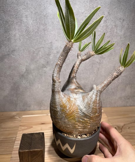 パキポディウム グラキリス　Pachypodium gracilius 　発根済　(商品番号gk-69valiem)  VALIEM 　(VALIEMタグ付き)