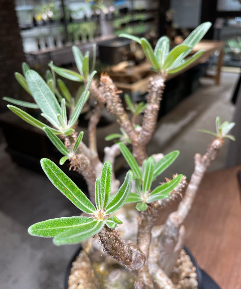 パキポディウム グラキリス Pachypodium gracilius 発根済 (gk-47