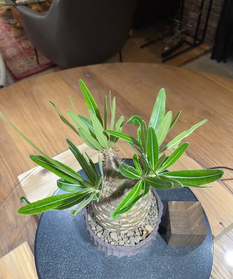 パキポディウム グラキリス　Pachypodium gracilius 　発根済　(塊根幅約7.5ｃｍ)　(商品番号gk-188)　鉢：Kuniaki Matsui