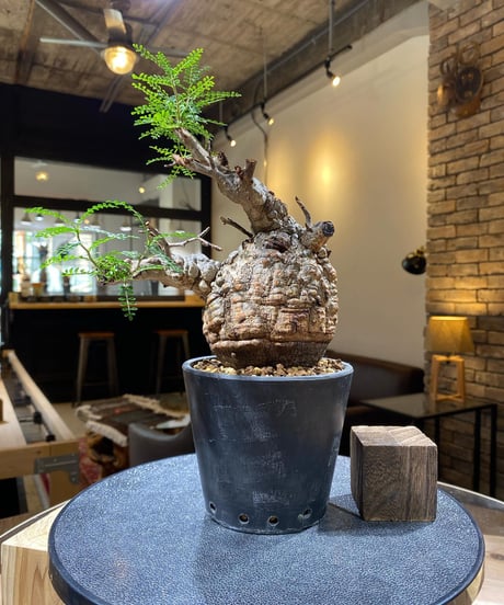 CATEGORY Operculicarya pachypus(オペルクリカリア パキプス)