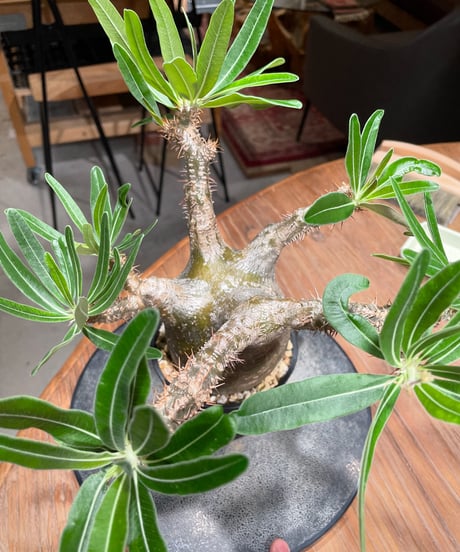 パキポディウム グラキリス　Pachypodium gracilius 　発根済　(gk-396)