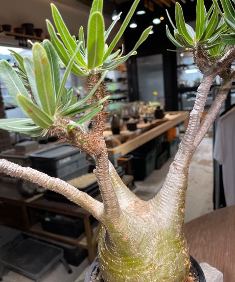 パキポディウム グラキリス　Pachypodium gracilius 　発根済　(gk-318)