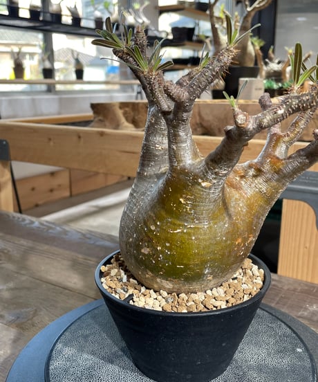 パキポディウム グラキリス　Pachypodium gracilius 　発根済　(gk-434)