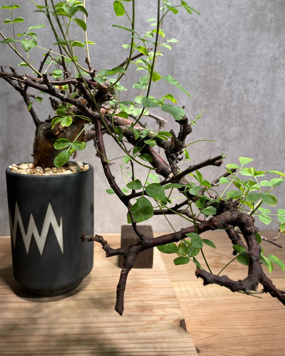 コミフォラ ボラネンシス 発根済み コミフォラ ボラネンシス 【発根済み】HK25010620 | RAFLUM