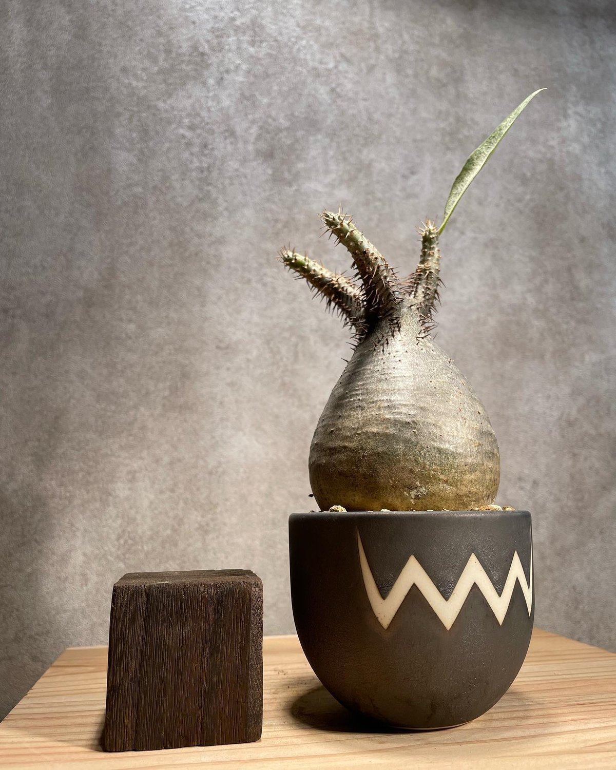 ジャムさま専用 パキポディウム グラキリス VALIEM鉢 パキポディウム